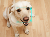 Automatic Pet detection