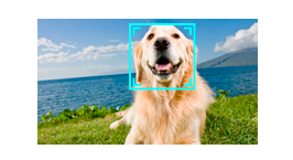■Automatic Pet detection