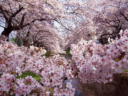 Awash in early morning sunlight, each tiny cherry blossom petal appears distinct while also forming a lush forest of pink. Shot at wide-angle 28mm, the photograph makes you feel like you re actually there.