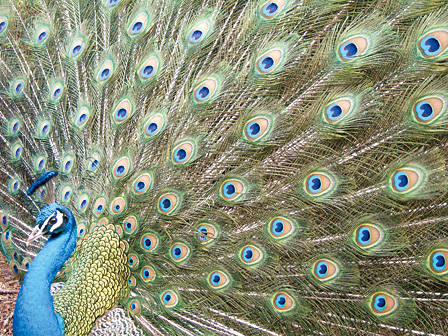5p.m. last light for capturing this peacock's incredible fan of green, blue and pink...