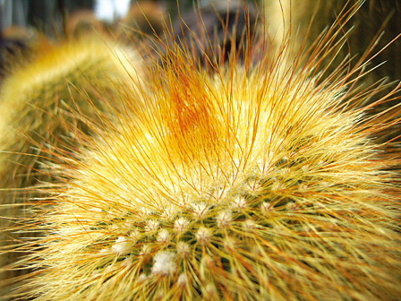 To the naked eye, the needles of a cactus look like soft hair...