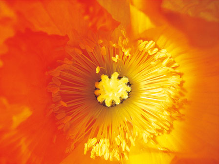 Macro photography from Ricoh. Enter a world of beauty invisible to the naked eye.