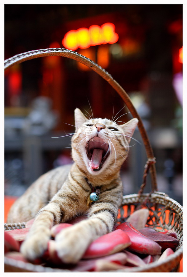「猫の楽園―台湾―」
