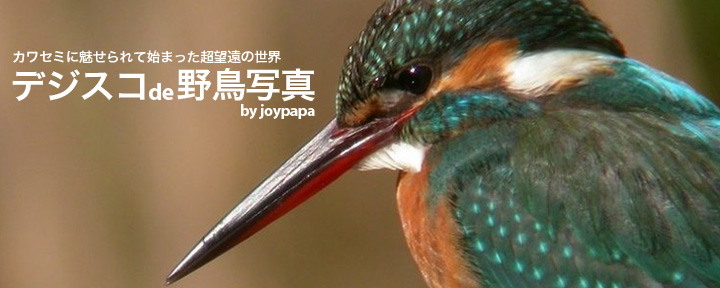 デジスコde野鳥写真 by Joypapa