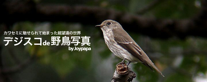 デジスコde野鳥写真 by Joypapa