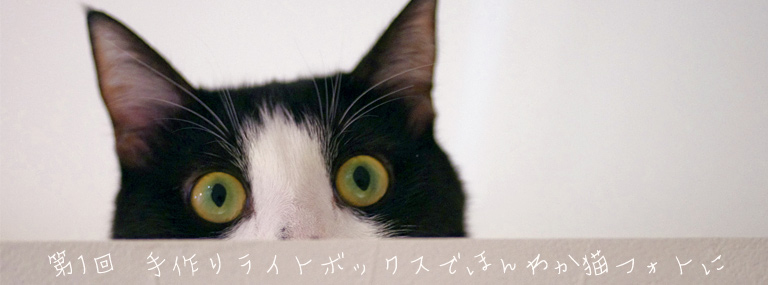 第1回 手作りライトボックスでほんわか猫フォトに挑戦！