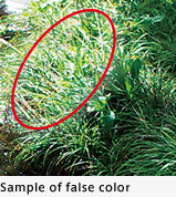 Sample of false color