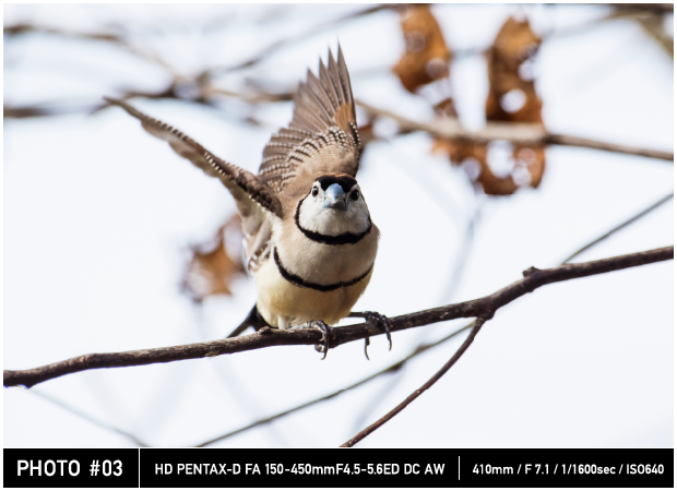 Actual Images 410mm / F7.1 / 1/1600sec / ISO640
