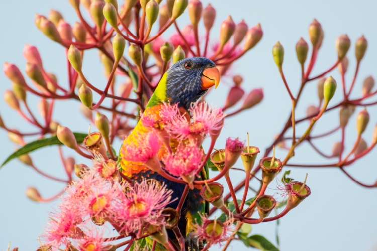 HD PENTAX-D FA 150-450mmF4.5-5.6ED DC AW | RICOH IMAGING HD PENTAX-D FA 150-450mmF4.5-5.6ED DC AW | RICOH IMAGING