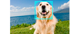 Automatic Pet detection