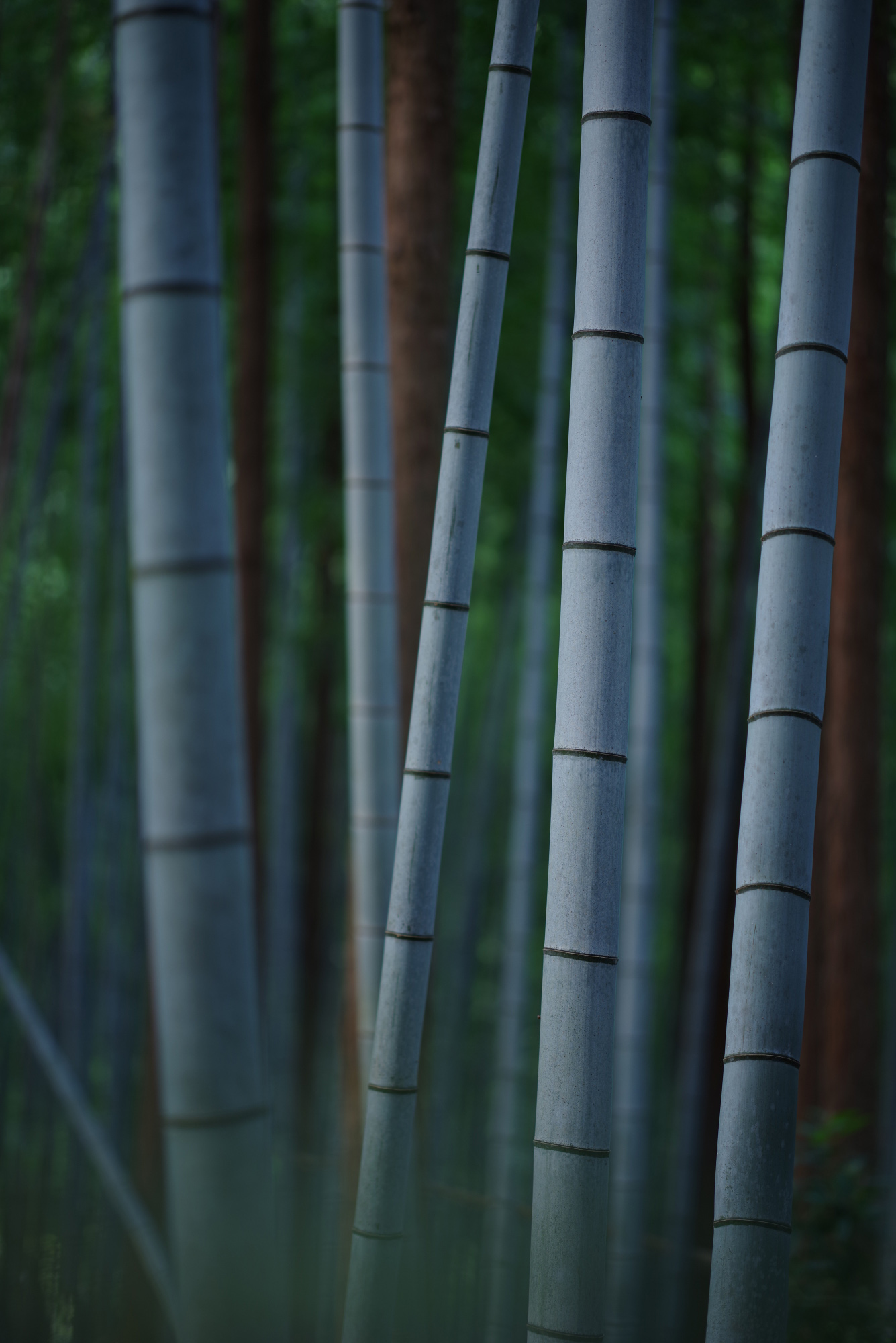 『样张』宾得hd pentax-d fa★ 85mm f1.4 ed sdm aw镜头官方样张欣赏