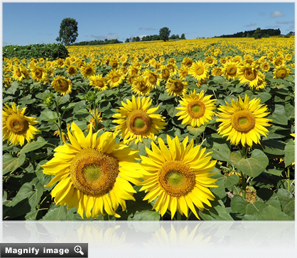 Magnify image