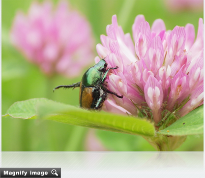 Magnify image