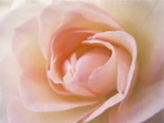 capture details with 1cm macros 