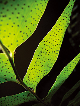 Backlight makes these ethereal black dots visible on the leaves...