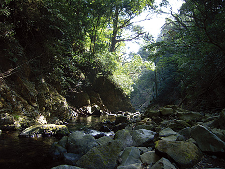 A canopy of trees shelters the valley, allowing only a trickle of sunlight inside...