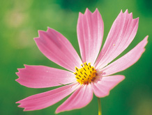 Macro