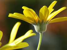 28 cm tele macro