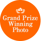 Grand Prize Winning Photo 