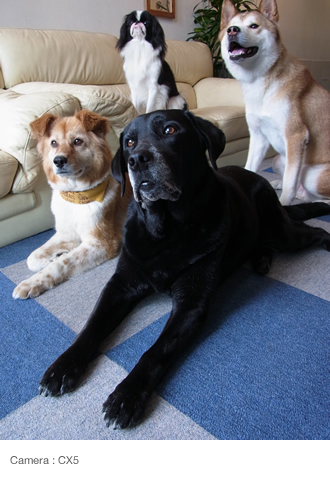 No overlapping with all three  dogs looking at the camera : Recommend