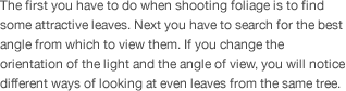 The first you have to do when shooting foliage is to find some attractive leaves. Next you have to search for the best angle from which to view them. If you change the orientation of the light and the angle of view, you will notice different ways of looking at even leaves from the same tree. 