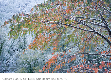 The first snow accumulates on the  tress as their colors start changing