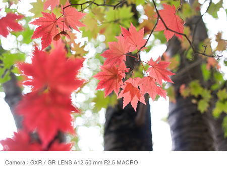 Letting light pass through leaves  with nice colors and shapes