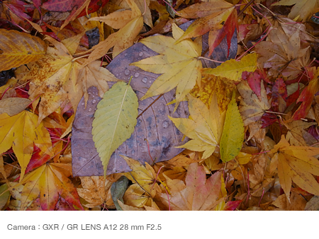 Wet leaves can look glamorous