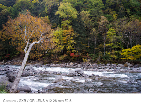 Including the foliage on both of  the river’s banks