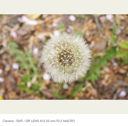 When shooting down on the flower from above