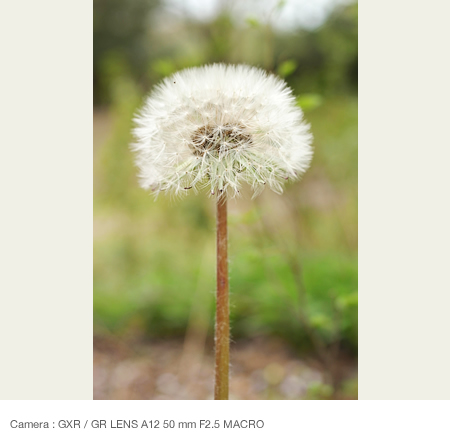 When shooting from the same height as the flower: Recommend