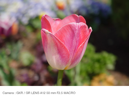 When shooting with  a colorful background