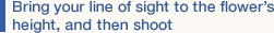 Bring your line of sight to the flower’s height, and then shoot