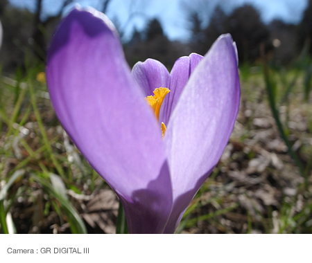 Focusing on the center of the flower  (shooting from the side)