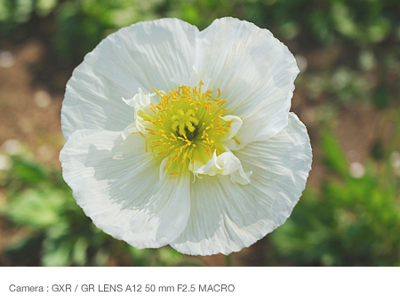 Focusing on the center of the flower  (shooting from above)