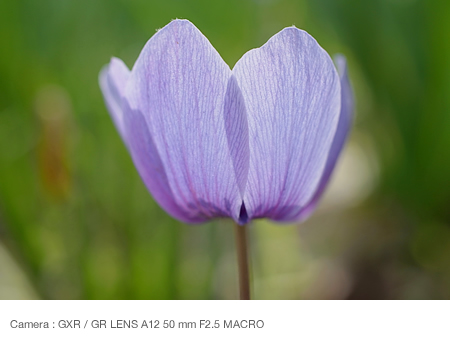 Focusing on the center of the petal area