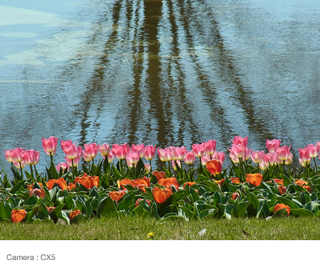 Focusing on the flowers in the center of the flowerbed