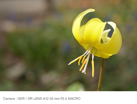 Focusing on the center  of single flower