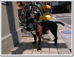 Sample photo: CA.JPG