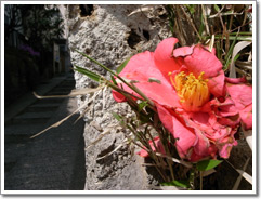 Sample photo: C.JPG