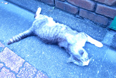 Sample photo