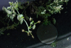 Sample photo