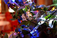 Sample photo