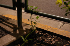 Sample photo