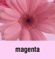 magenta