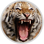 "The Ginza Zoo"