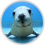 Special Summer Photo Exhibition:"Looking into the Eyes of Marine Mammals"