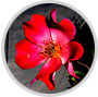 Yoichi Sone Exhibition of Daylight Synchro Photographs: “Naked Flower – A Very Personal Flower Eros”