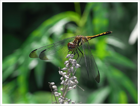 F5.2 1/84秒 ISO:100(200mm)