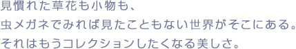 見慣れた草花も小物も、
虫メガネでみれば見たこともない世界がそこにある。
それはもうコレクションしたくなる美しさ。